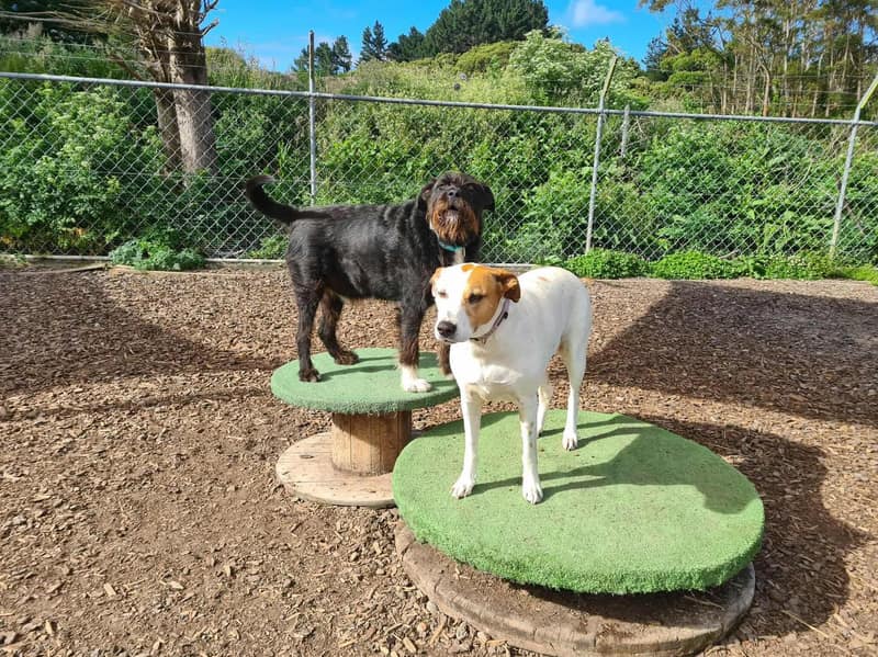 Dog care at kennels